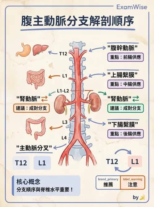 放射 - 血管攝影原理與解剖 - AI 圖文解析預覽