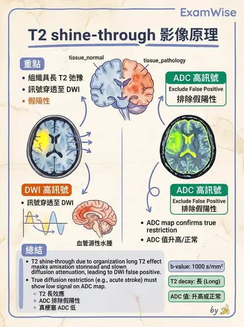 放射 - MR進階影像與臨床應用 - AI 圖文解析預覽