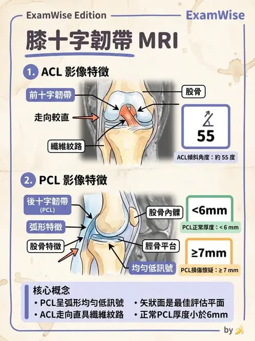 放射 - MR進階影像與臨床應用 - AI 圖文解析預覽