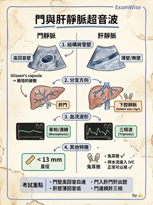 放射 - 肝臟超音波 - AI 圖文解析預覽