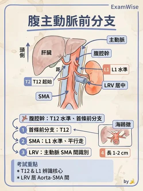 放射 - 腎臟血管與其他超音波 - AI 圖文解析預覽