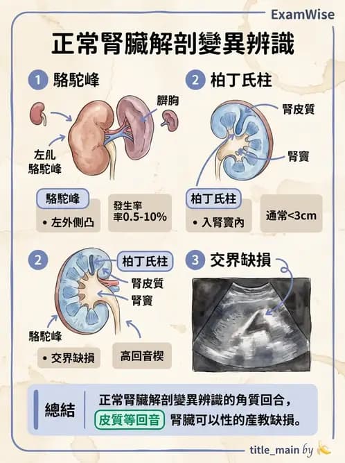 放射 - 腎臟血管與其他超音波 - AI 圖文解析預覽