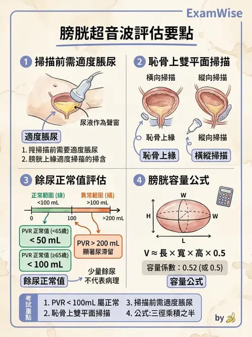 放射 - 泌尿生殖與小器官超音波 - AI 圖文解析預覽