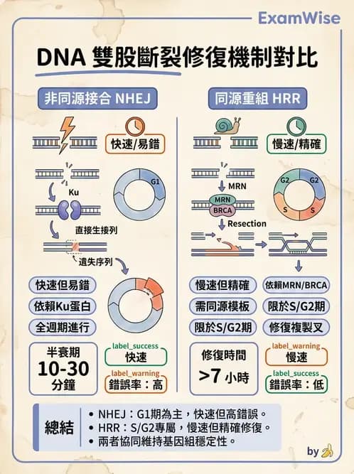 放射 - DNA傷害與修復 - AI 圖文解析預覽