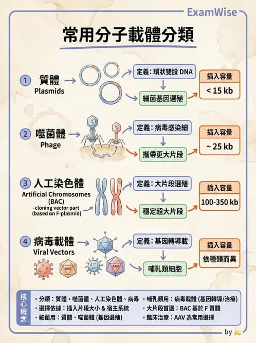 放射 - 輻射生物分子技術 - AI 圖文解析預覽