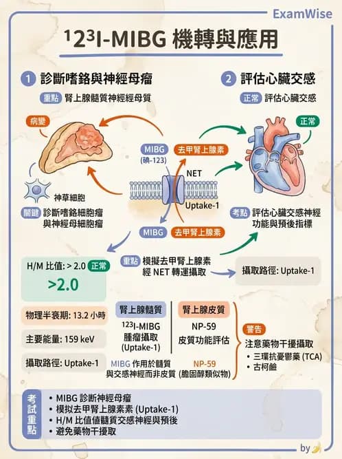 放射 - 腫瘤與內分泌造影SPECT藥物 - AI 圖文解析預覽