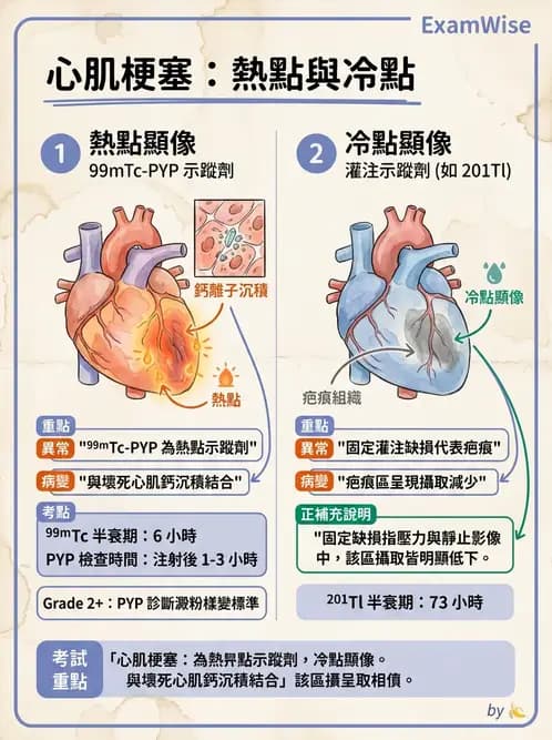 放射 - 心臟灌注造影 - AI 圖文解析預覽
