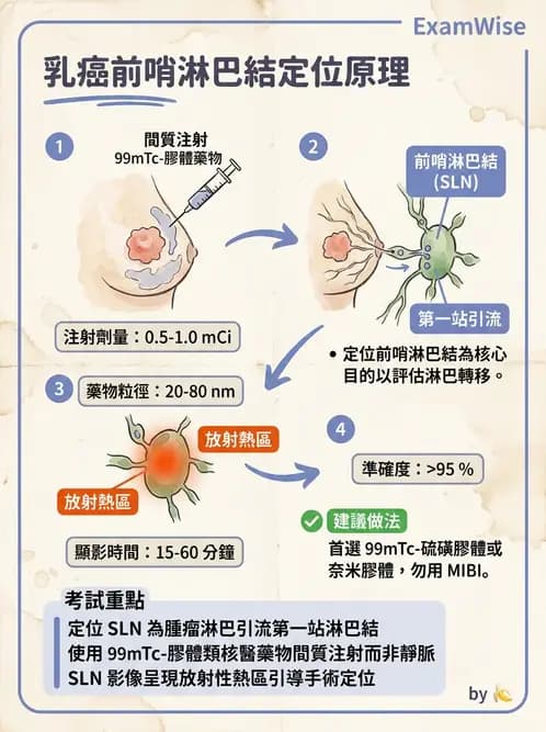 放射 - 副甲狀腺與前哨淋巴結造影 - AI 圖文解析預覽