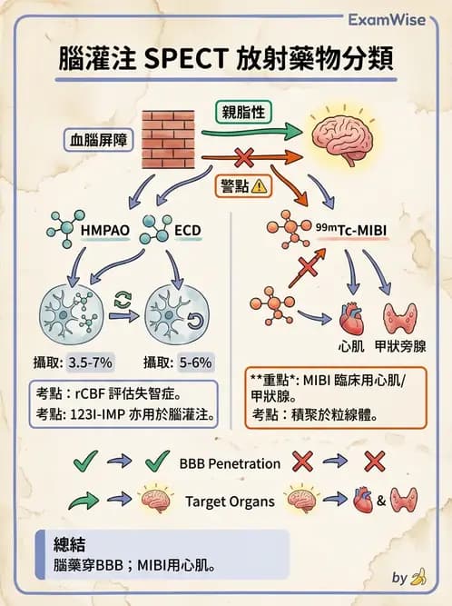 放射 - 腦部造影 - AI 圖文解析預覽