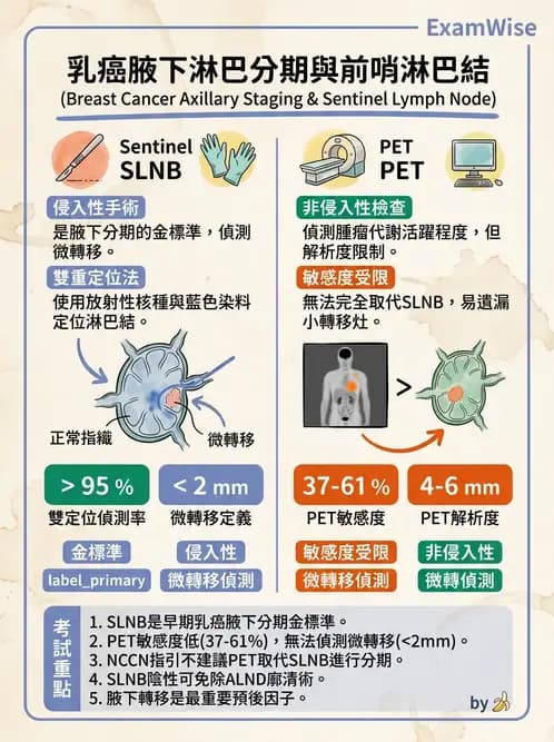 放射 - 副甲狀腺與前哨淋巴結造影 - AI 圖文解析預覽