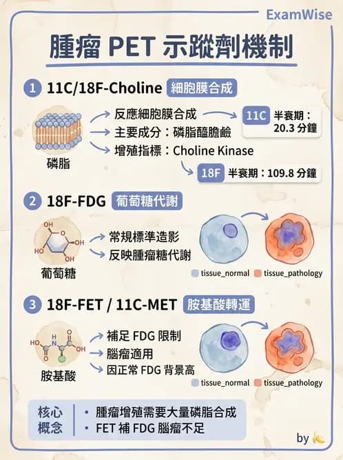 放射 - 腫瘤PET藥物 - AI 圖文解析預覽