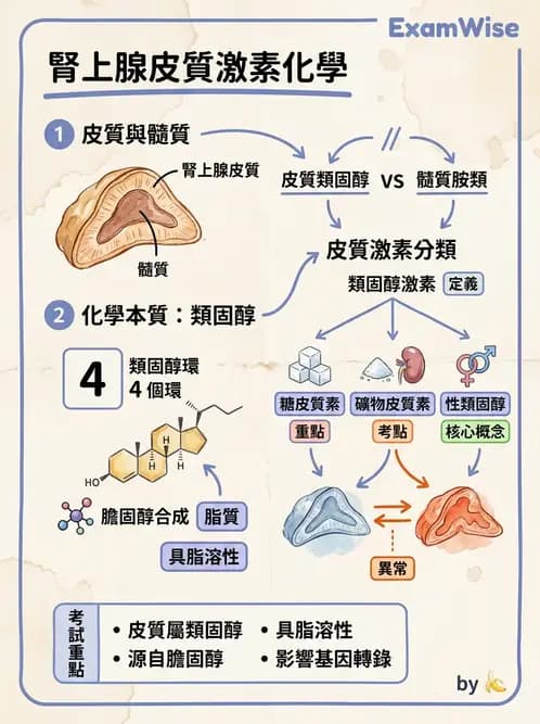 放射 - 免疫分析品管與臨床應用 - AI 圖文解析預覽