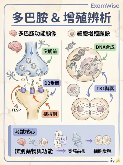 放射 - 腦神經PET藥物 - AI 圖文解析預覽