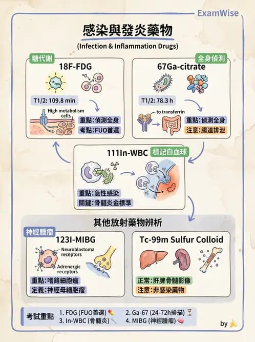 放射 - 肺部與感染造影 - AI 圖文解析預覽