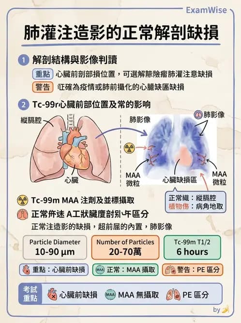 放射 - 肺部與感染造影 - AI 圖文解析預覽