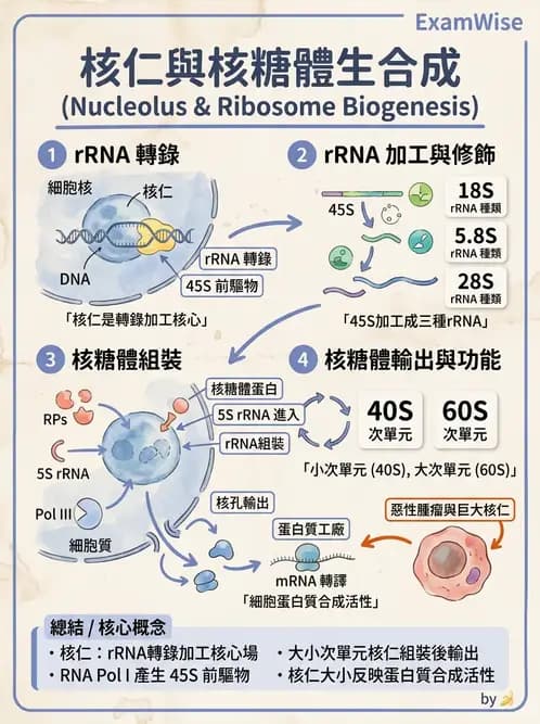 放射 - 細胞、組織與外皮系統 - AI 圖文解析預覽
