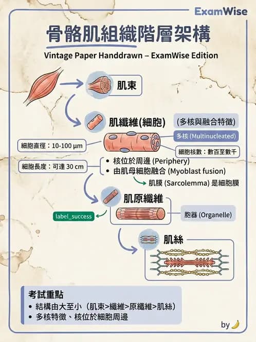 放射 - 細胞、組織與外皮系統 - AI 圖文解析預覽
