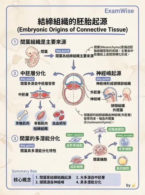 放射 - 細胞、組織與外皮系統 - AI 圖文解析預覽