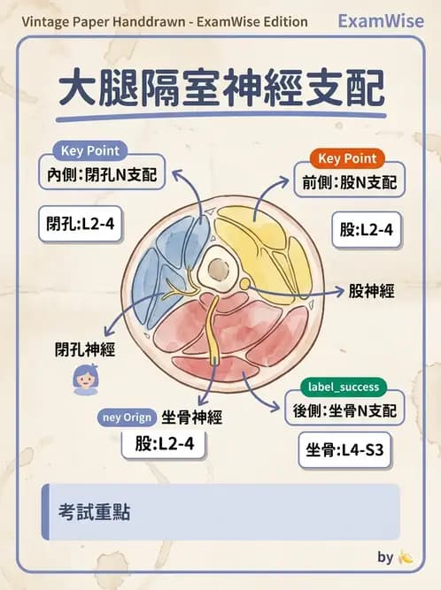 放射 - 下肢肌肉 - AI 圖文解析預覽