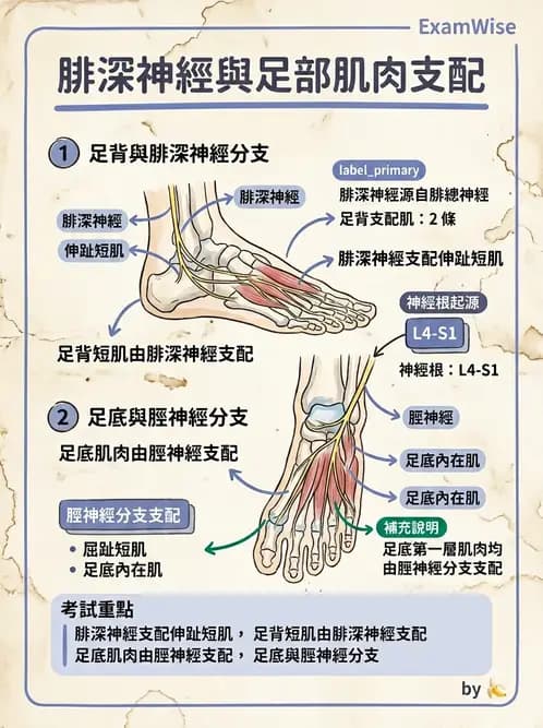 放射 - 下肢肌肉 - AI 圖文解析預覽