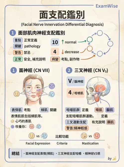 放射 - 軀幹、頸頭肌肉及肌肉組織學 - AI 圖文解析預覽