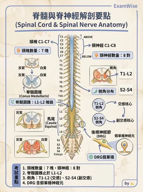 放射 - 腦幹、脊髓與腦室系統 - AI 圖文解析預覽