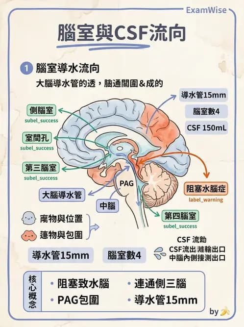 放射 - 腦幹、脊髓與腦室系統 - AI 圖文解析預覽