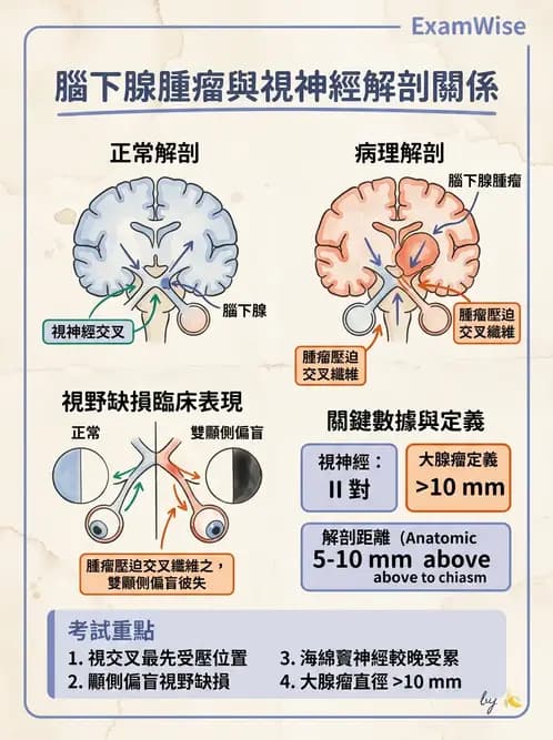 放射 - 腦神經 - AI 圖文解析預覽