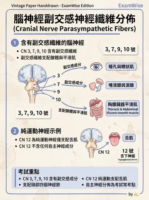 放射 - 腦神經 - AI 圖文解析預覽