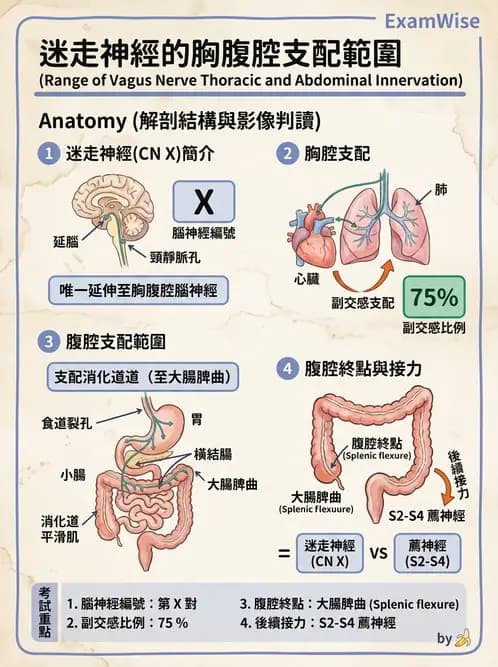 放射 - 腦神經 - AI 圖文解析預覽