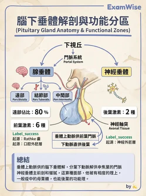 放射 - 內分泌系統 - AI 圖文解析預覽