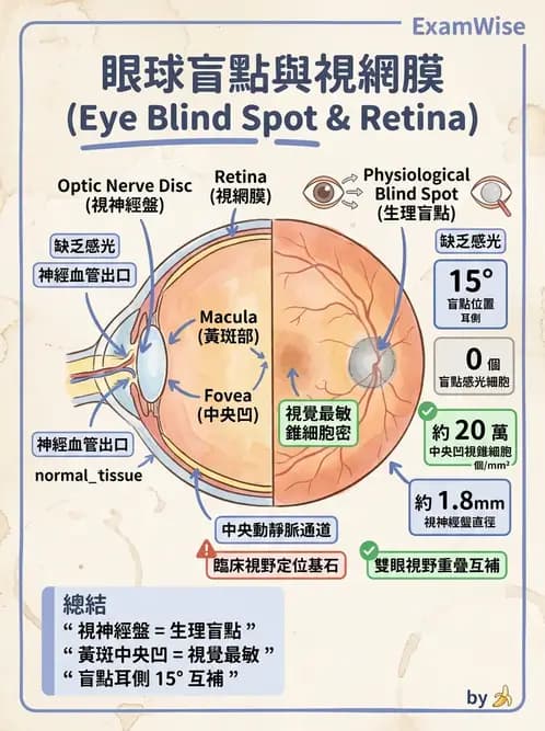 放射 - 特殊感官 - AI 圖文解析預覽
