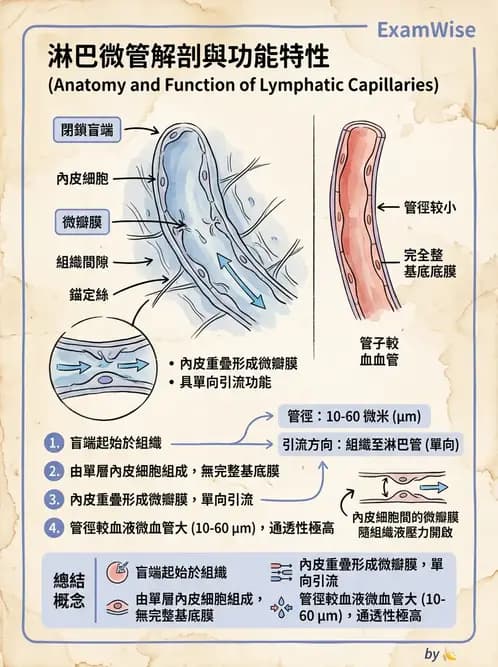 放射 - 淋巴及免疫系統 - AI 圖文解析預覽