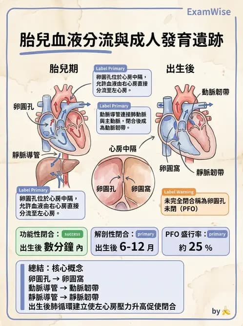 放射 - 心臟 - AI 圖文解析預覽