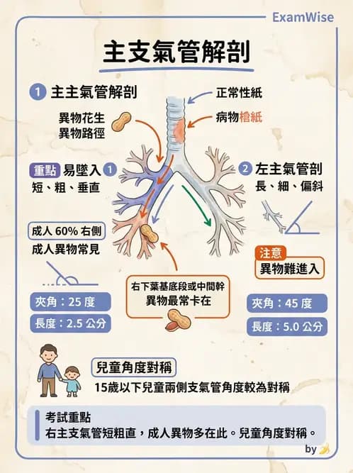 放射 - 呼吸系統 - AI 圖文解析預覽