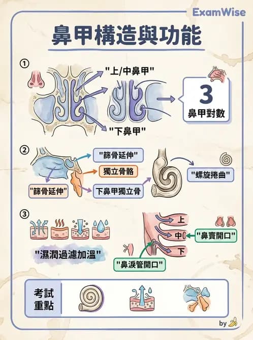 放射 - 呼吸系統 - AI 圖文解析預覽