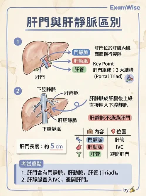 放射 - 消化系統 - AI 圖文解析預覽