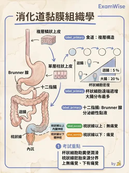 放射 - 消化系統 - AI 圖文解析預覽