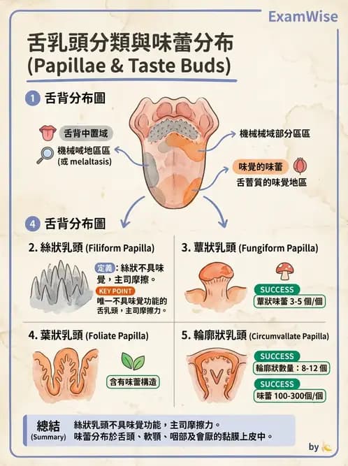 放射 - 消化系統 - AI 圖文解析預覽