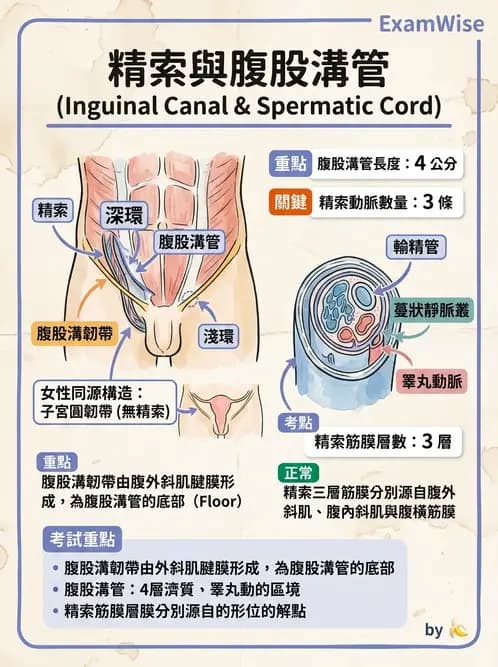 放射 - 生殖系統 - AI 圖文解析預覽