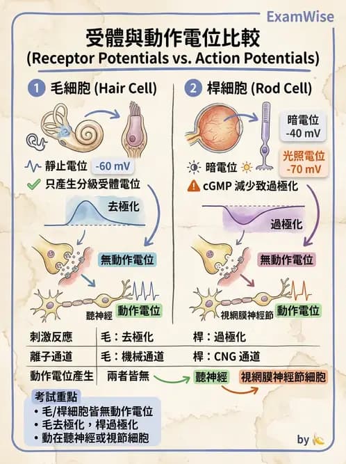 放射 - 神經生理 - AI 圖文解析預覽