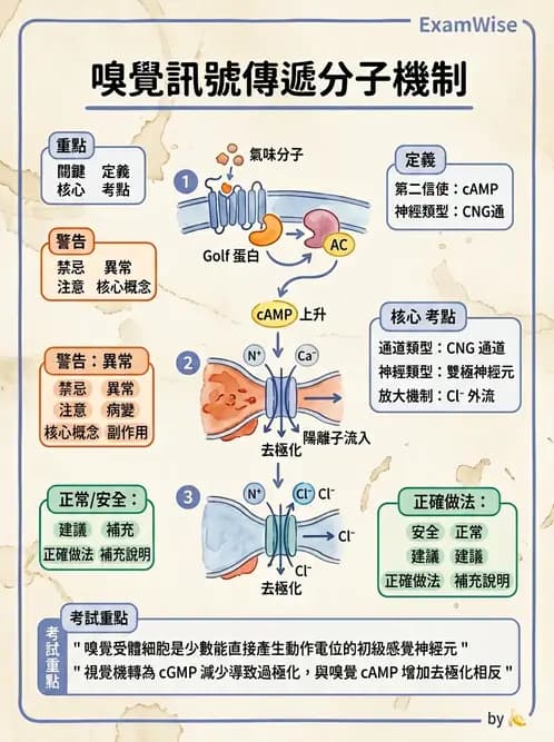 放射 - 神經生理 - AI 圖文解析預覽