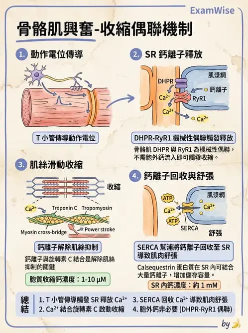 放射 - 肌肉及代謝生理 - AI 圖文解析預覽