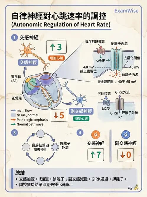 放射 - 心血管生理 - AI 圖文解析預覽
