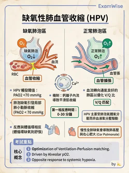 放射 - 呼吸生理 - AI 圖文解析預覽