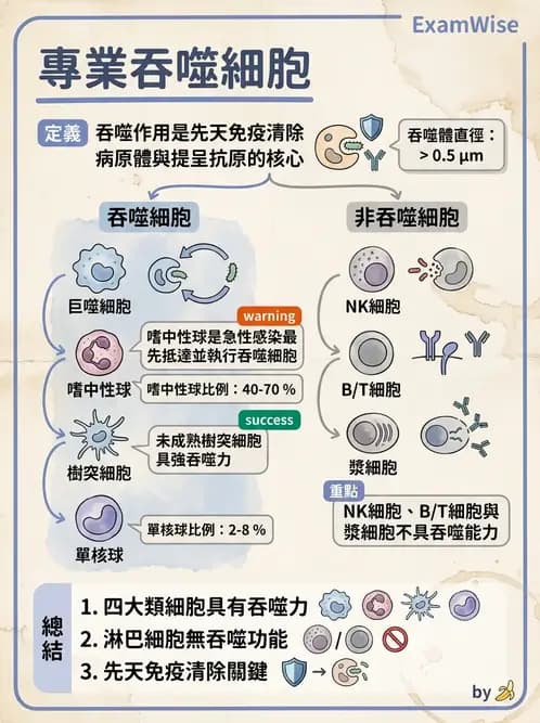 放射 - 血液及免疫生理 - AI 圖文解析預覽