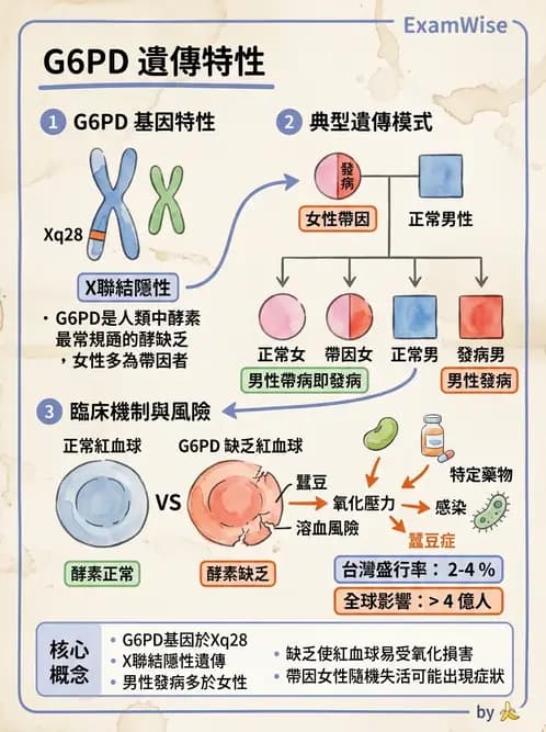 放射 - 遺傳疾病與小兒疾病 - AI 圖文解析預覽
