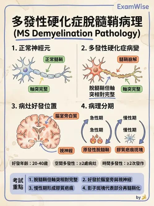 放射 - 神經系統疾病 - AI 圖文解析預覽