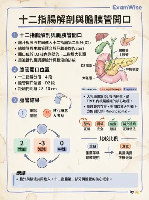 放射 - 消化道造影 - AI 圖文解析預覽