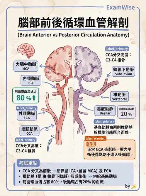 放射 - 血管攝影原理與解剖 - AI 圖文解析預覽